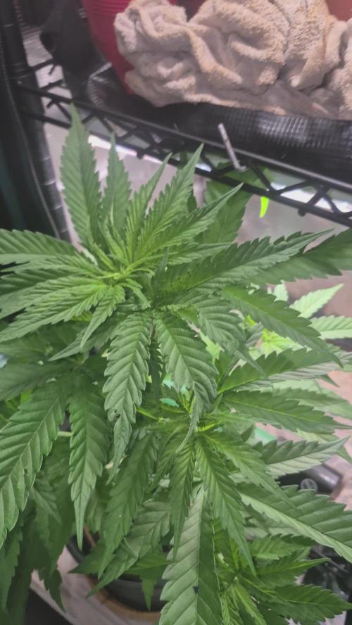 GG4 SHERBERT FF 420FASTBUDS vegitation. Week 8