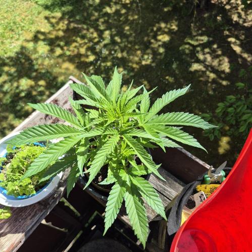 GG4 SHERBERT FF 420FASTBUDS vegitation. Week 8