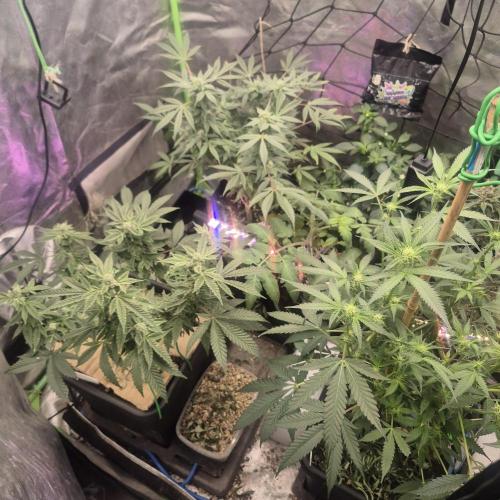 Jelly dontuz humboltseedco. Week 3