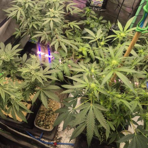 Jelly dontuz humboltseedco. Week 3