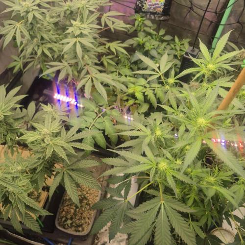 Jelly dontuz humboltseedco. Week 3