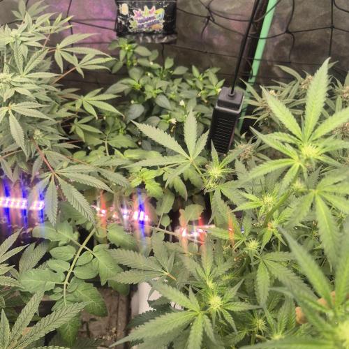 Jelly dontuz humboltseedco. Week 3