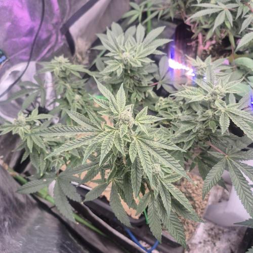 Jelly dontuz humboltseedco. Week 3