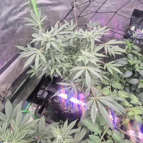 Jelly dontuz humboltseedco. Week 3