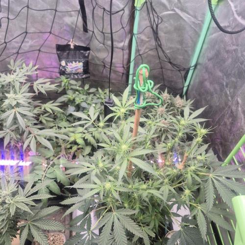 Jelly dontuz humboltseedco. Week 3