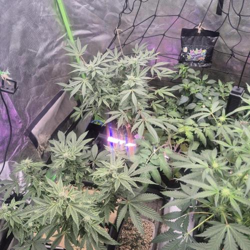 Jelly dontuz humboltseedco. Week 3