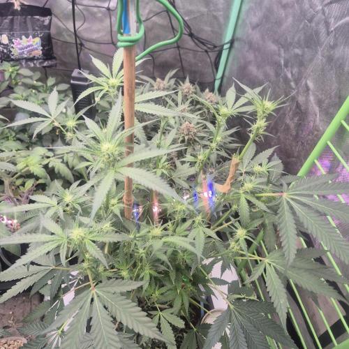 Jelly dontuz humboltseedco. Week 3