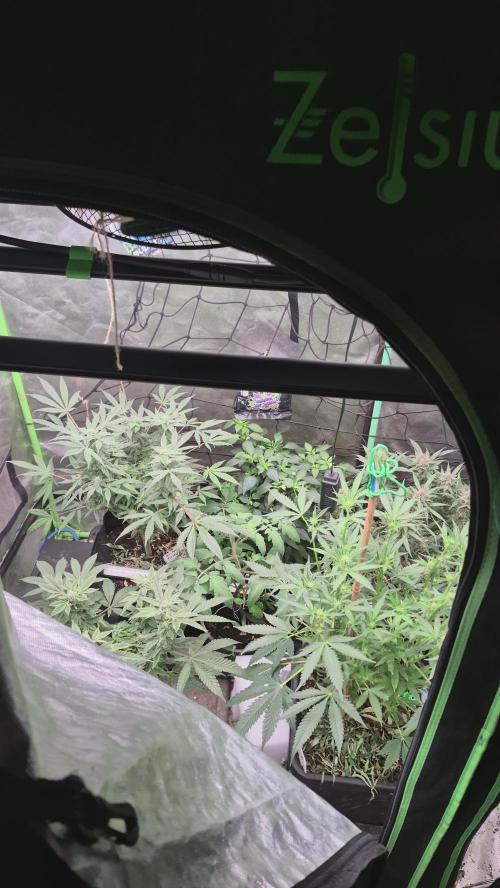 Jelly dontuz humboltseedco. Week 3