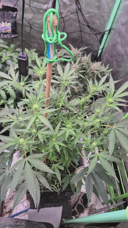 Jelly dontuz humboltseedco. Week 3