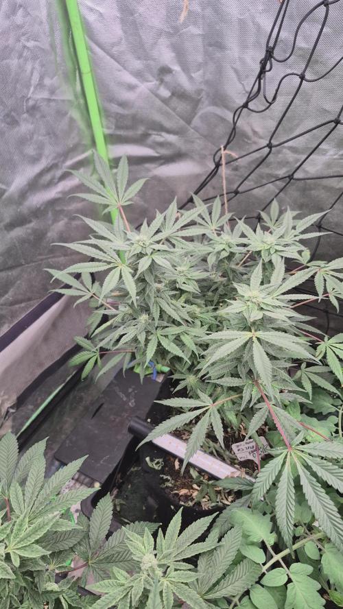Jelly dontuz humboltseedco. Week 3