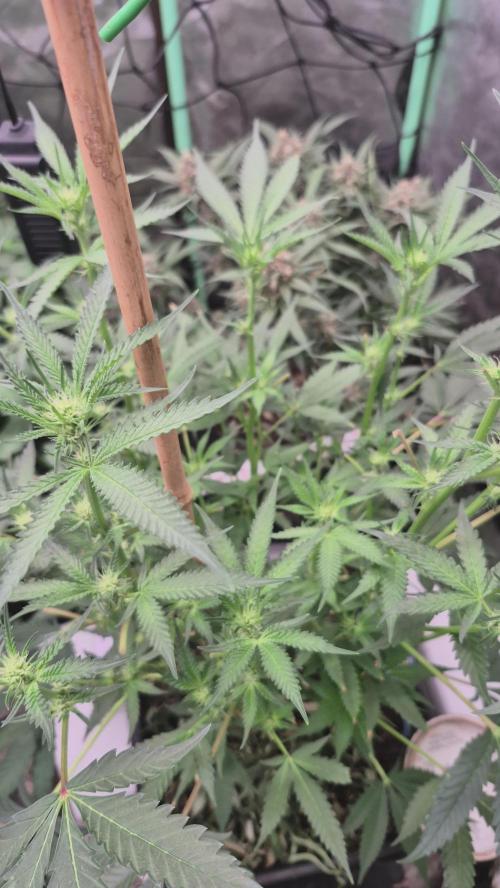 Jelly Donutz. Week 3