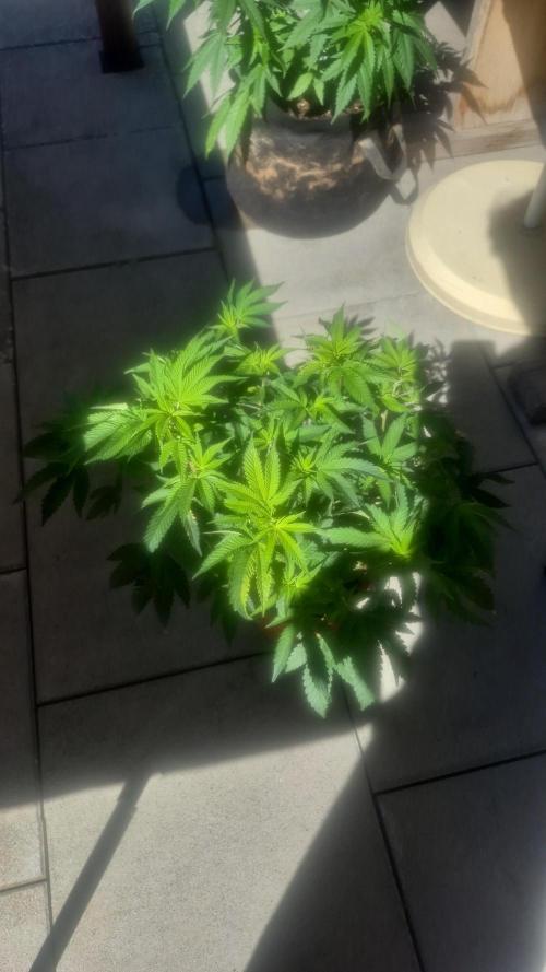 GG4 SHERBERT FF 420FASTBUDS flower.... Week 9