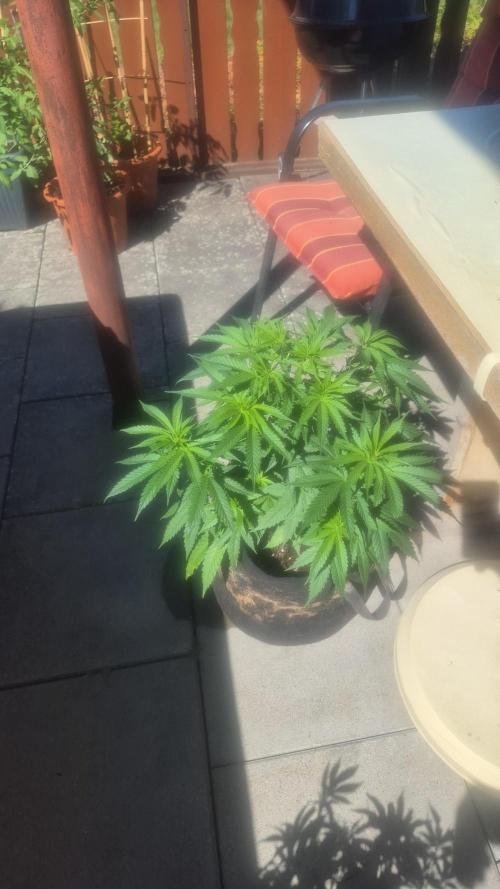 GG4 SHERBERT FF 420FASTBUDS flower.... Week 9