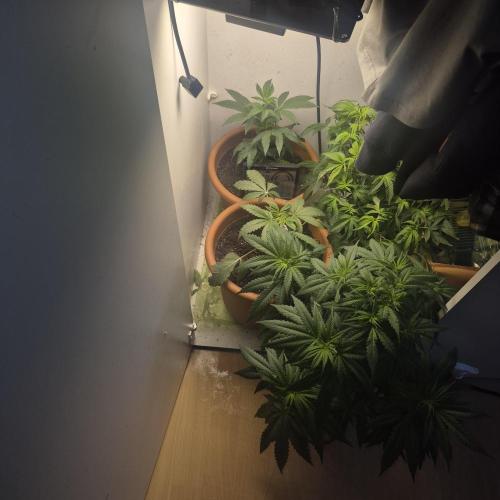 GG4 SHERBERT FF 420FASTBUDS flower.... Week 9