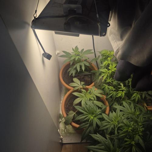 GG4 SHERBERT FF 420FASTBUDS flower.... Week 9