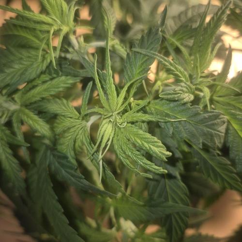 GG4 SHERBERT FF 420FASTBUDS flower.... Week 9