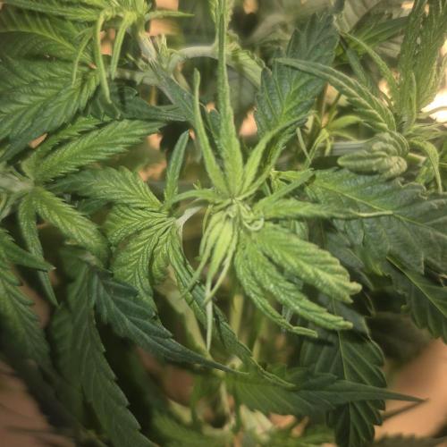 GG4 SHERBERT FF 420FASTBUDS flower.... Week 9