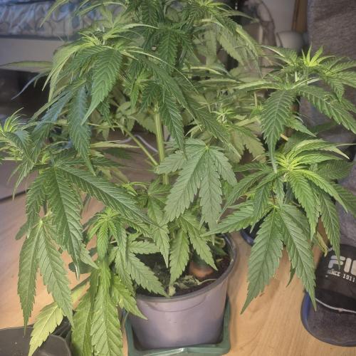 GG4 SHERBERT FF 420FASTBUDS flower.... Week 9