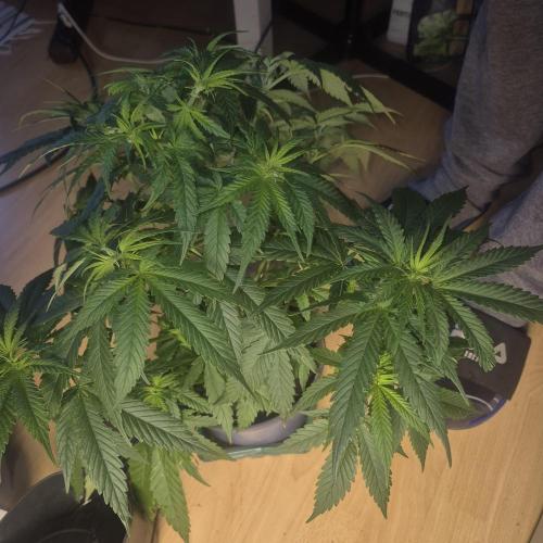GG4 SHERBERT FF 420FASTBUDS flower.... Week 9