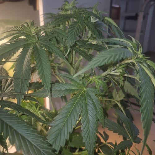 GG4 SHERBERT FF 420FASTBUDS flower.... Week 9