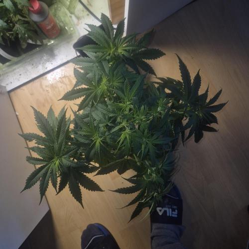 GG4 SHERBERT FF 420FASTBUDS flower.... Week 9