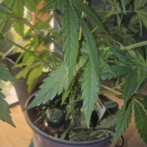 GG4 SHERBERT FF 420FASTBUDS flower.... Week 9