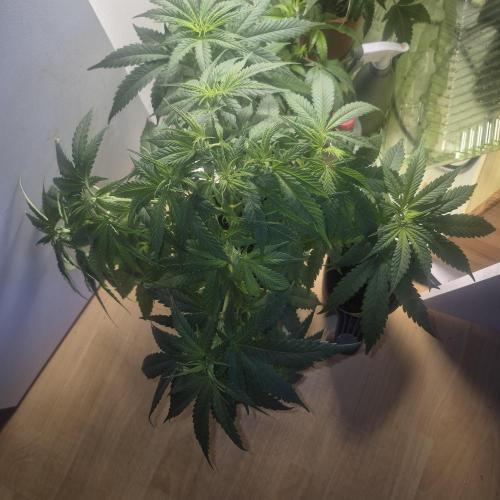 GG4 SHERBERT FF 420FASTBUDS flower.... Week 9