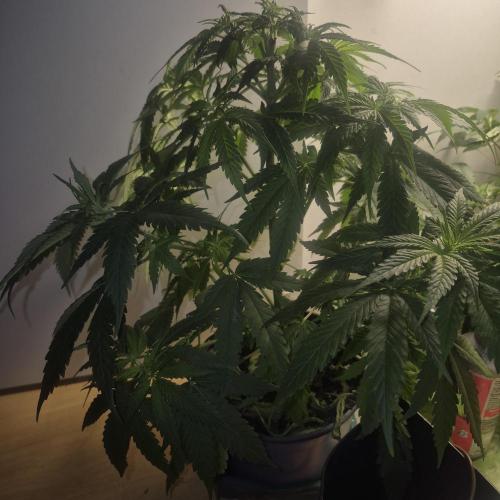 GG4 SHERBERT FF 420FASTBUDS flower.... Week 9