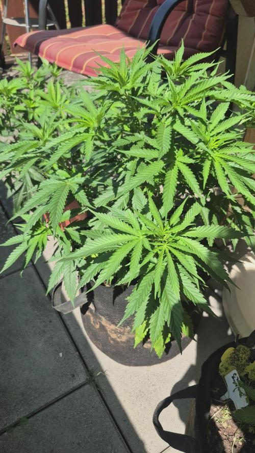 GG4 SHERBERT FF 420FASTBUDS flower.... Week 10