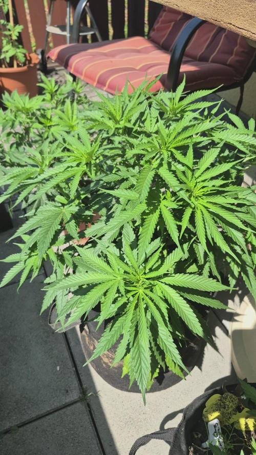 GG4 SHERBERT FF 420FASTBUDS flower.... Week 10