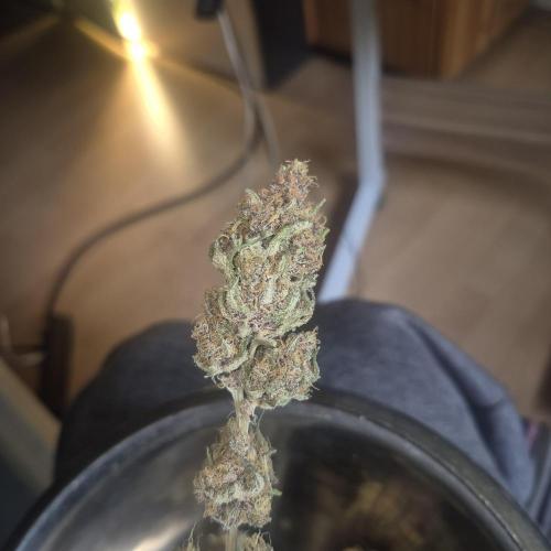 Jelly dontuz humboltseedco. Week 4