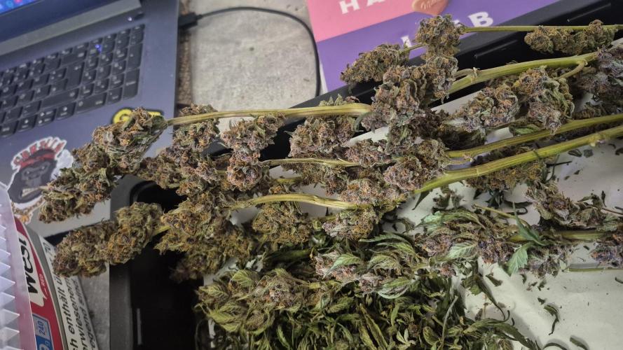 Jelly dontuz humboltseedco. Week 4