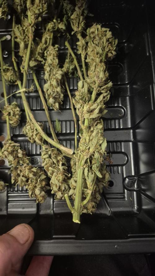 Jelly Donutz. Week 4