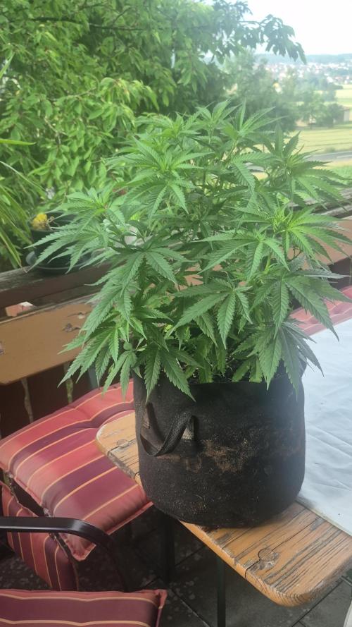 GG4 SHERBERT FF 420FASTBUDS flower...
