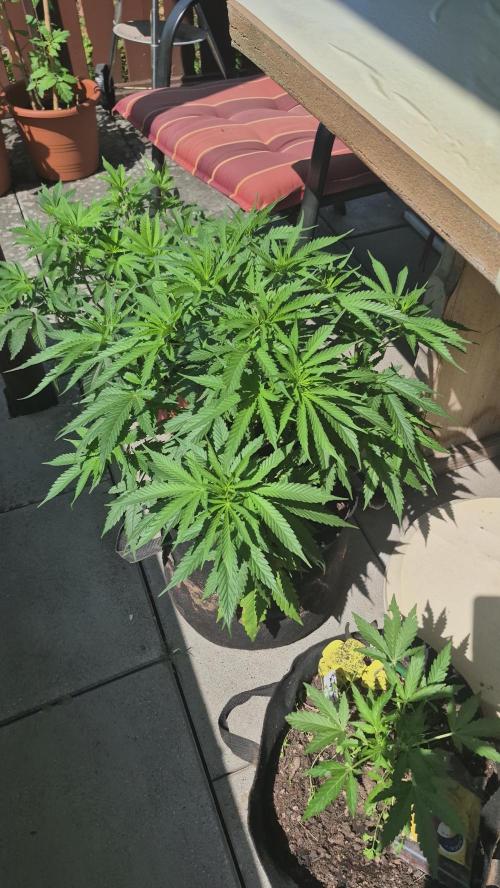 GG4 SHERBERT FF 420FASTBUDS flower.... Week 10