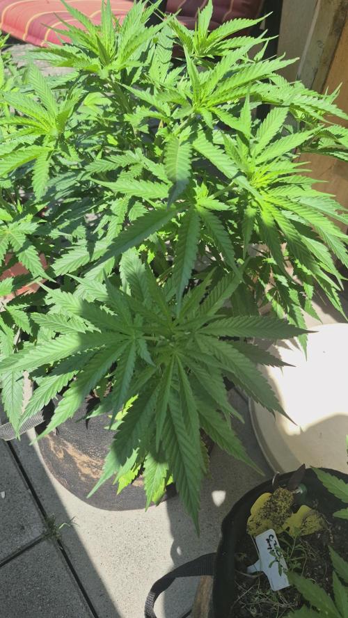 GG4 SHERBERT FF 420FASTBUDS flower.... Week 10