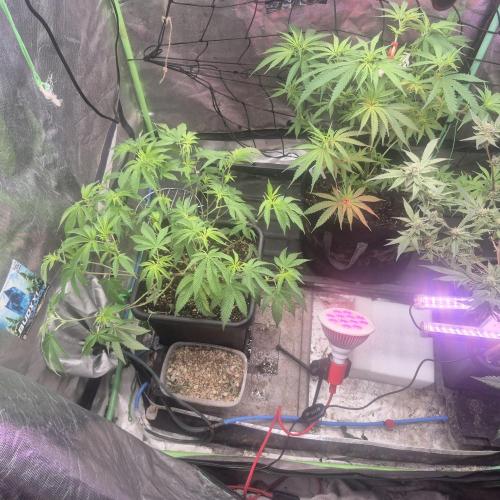Flower tent 3x4 vivosun 4500wled. Week 10