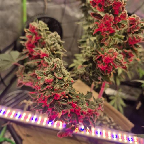 Flower tent 3x4 vivosun 4500wled. Week 10
