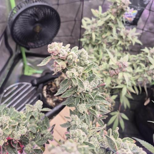 Flower tent 3x4 vivosun 4500wled. Week 10