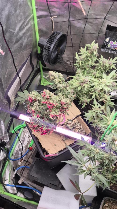 Flower tent 3x4 vivosun 4500wled