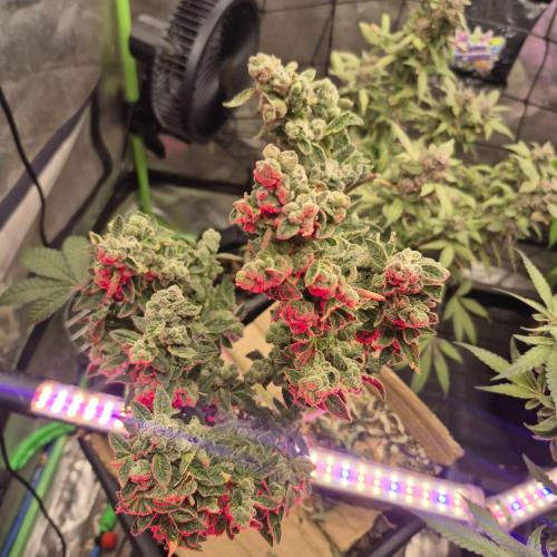 Flower tent 3x4 vivosun 4500wled. Week 10