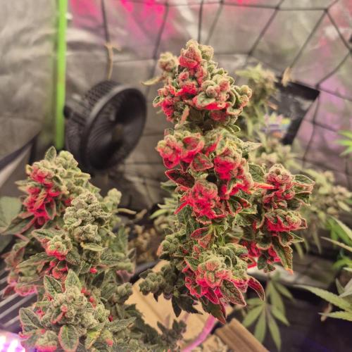 Flower tent 3x4 vivosun 4500wled. Week 10