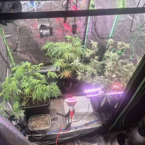 Jelly dontuz humboltseedco. Week 4