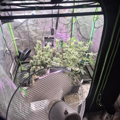 Jelly dontuz humboltseedco. Week 4