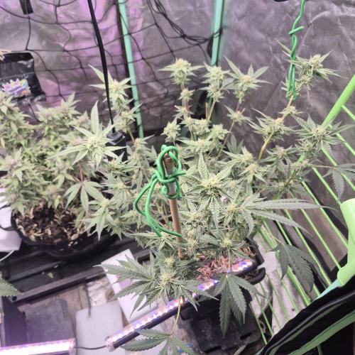 Jelly dontuz humboltseedco. Week 4