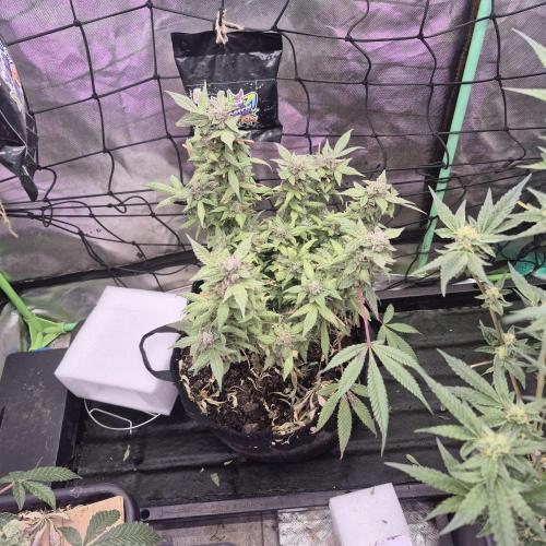 Jelly dontuz humboltseedco. Week 4