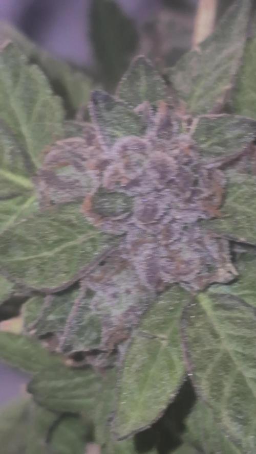 Jelly dontuz humboltseedco. Week 5