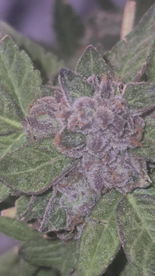 Jelly dontuz humboltseedco. Week 5