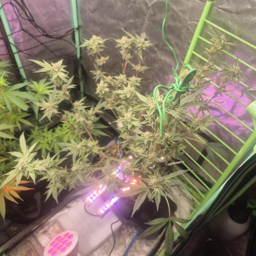 Jelly dontuz humboltseedco. Week 5