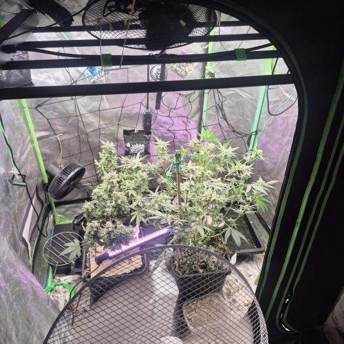 Jelly dontuz humboltseedco. Week 5